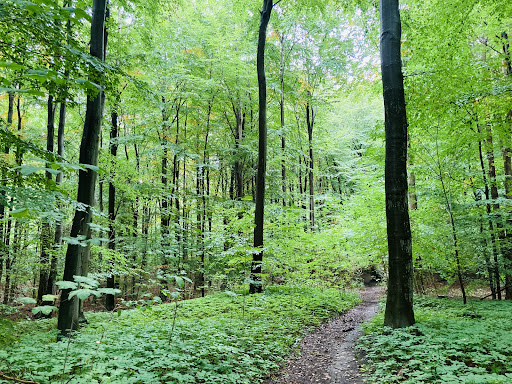 Charlottenlund Skov