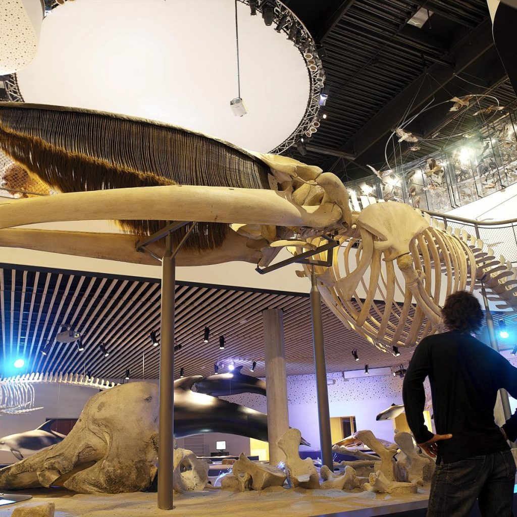Naturama 1 Naturama: Oplevelse med dansk natur og dyreliv i fuld glorie
