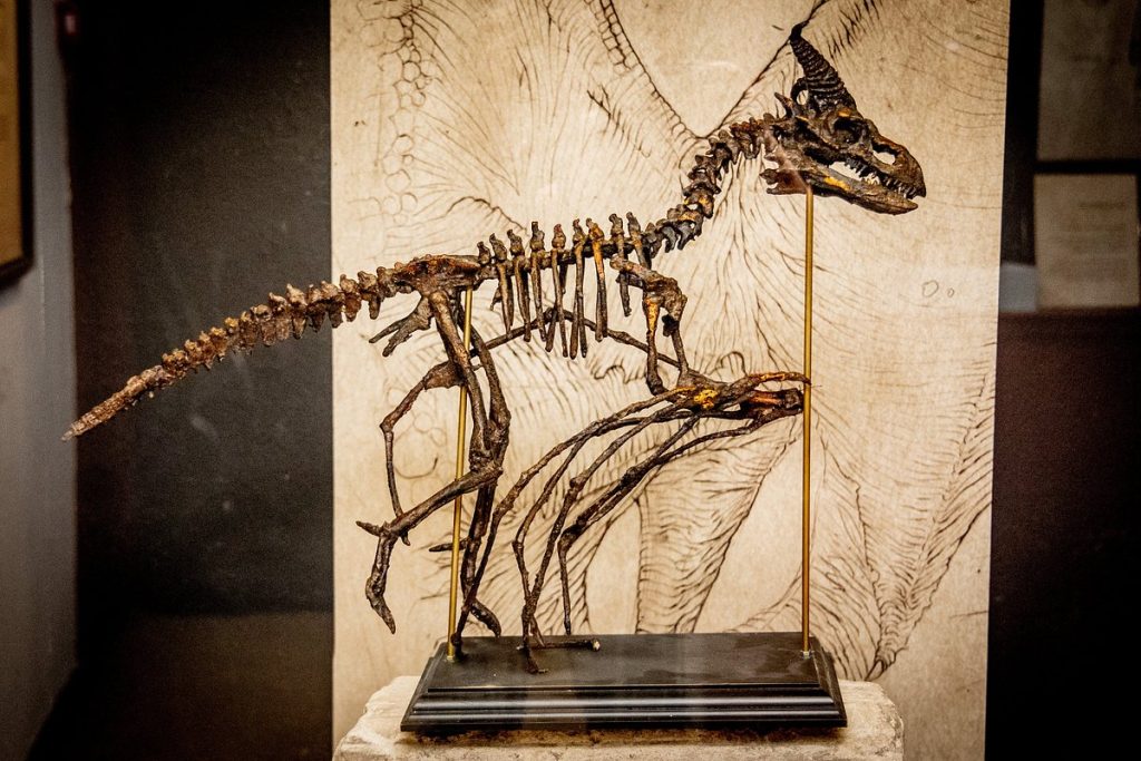 Museum Obscurum – Mørke og Fascinerende Udstillinger i Danmark